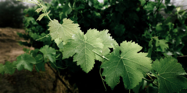 Is Organic Wine Vegan?