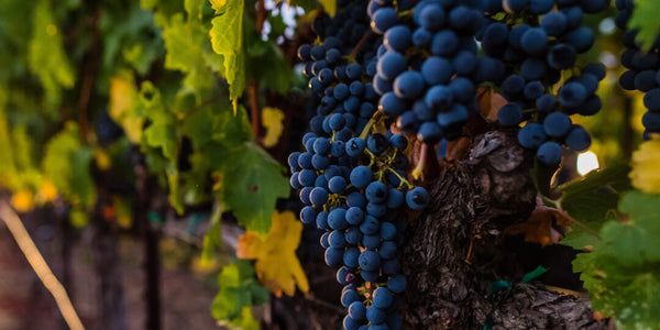 5 Reasons Why the 2013 Vintage Is Epic