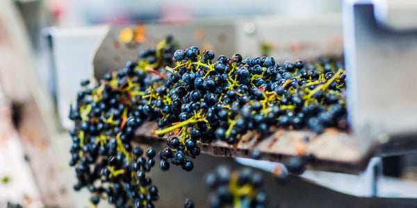 What Happens During Harvest at Silver Oak Napa Valley