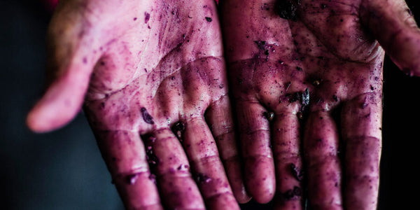 How Silver Oak Cabernet Is Made