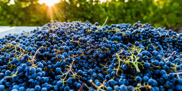 Revisiting the 2018 Napa Valley Vintage