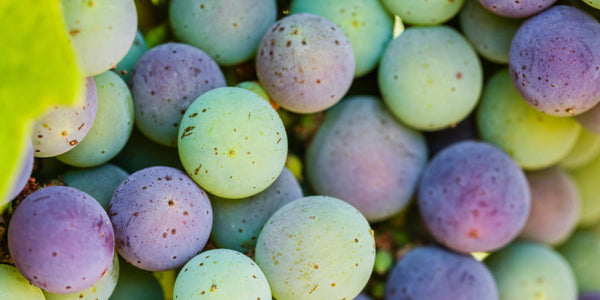 What Happens During Veraison in the Vineyards