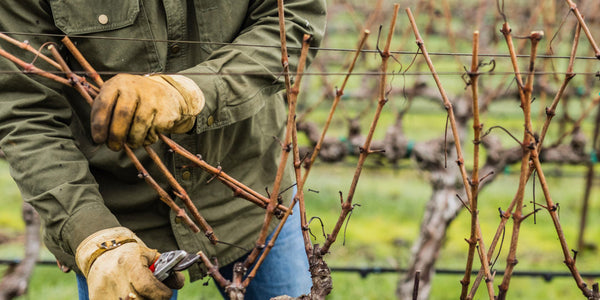 Vine Pruning with Our Vineyard Manager Dave Shein