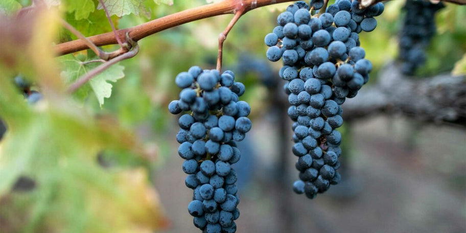7 Things You Should Know About Cabernet Sauvignon