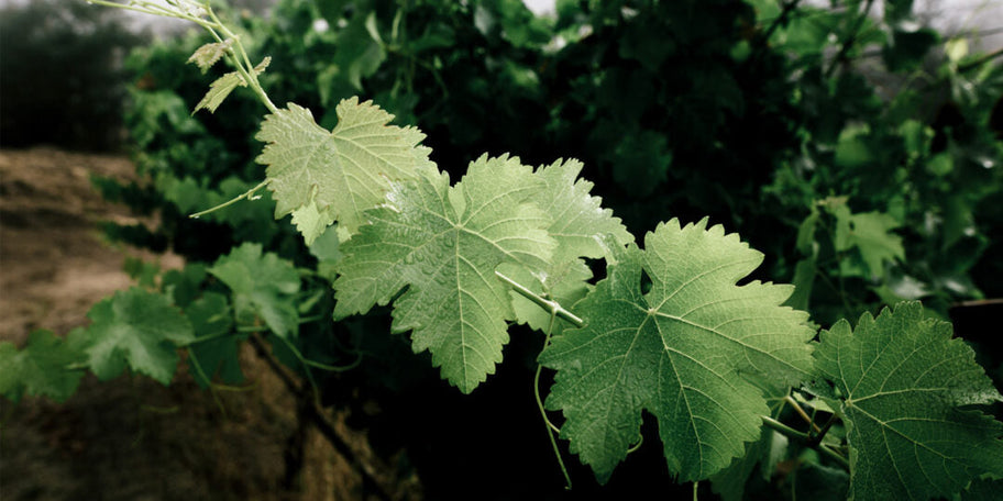 Is Organic Wine Vegan?