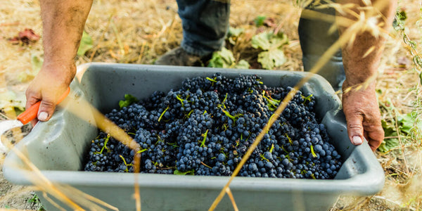 What Makes a Wine Vegan