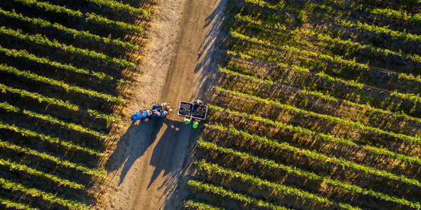 When Is Harvest Season in Wine Country?