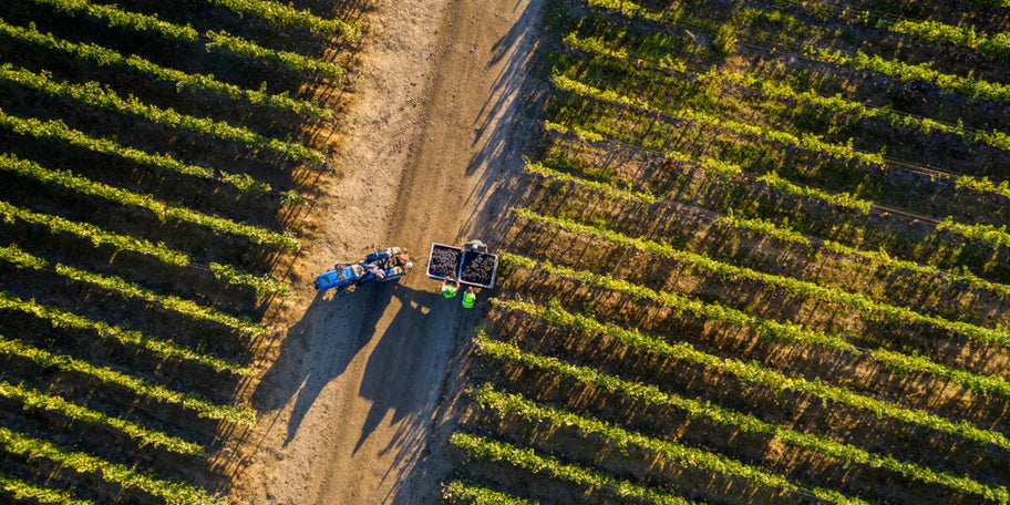 When Is Harvest Season in Wine Country?