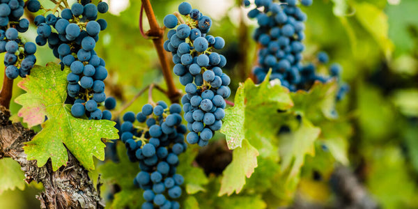 The Extra Special Significance of the 2016 Harvest Season