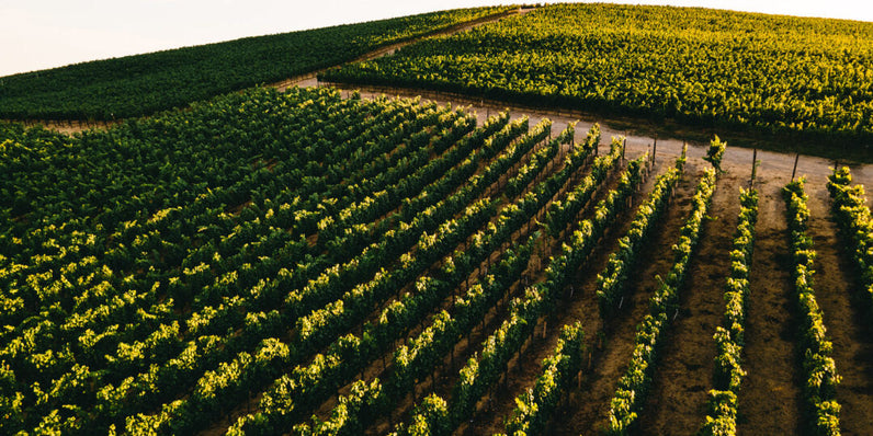 The 2019 Vintage at Soda Canyon Ranch