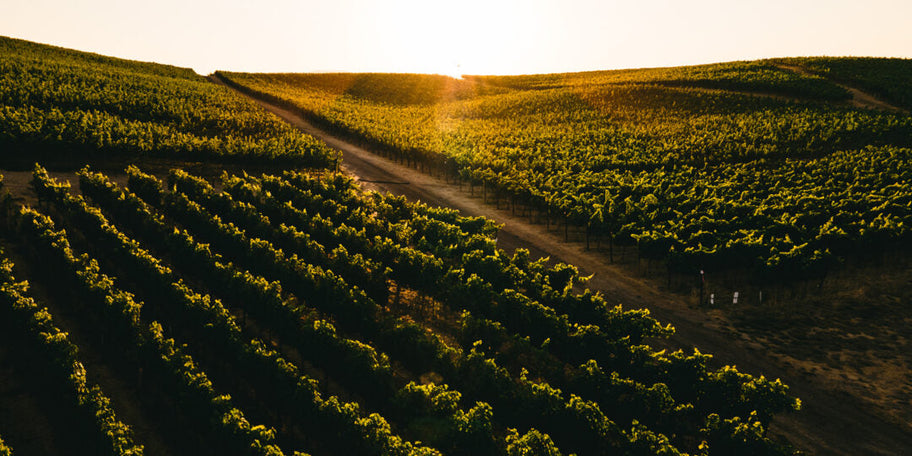 The 2020 Vintage at Soda Canyon Ranch