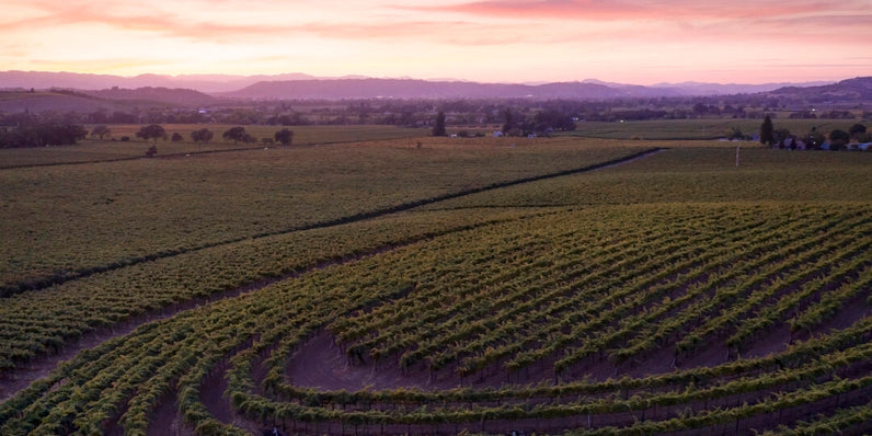 Miraval Vineyard