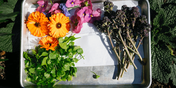 Our Culinary Gardener’s Tale of Love and Resilience