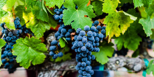 Why the 2015 Vintage Won’t Be Around for Long