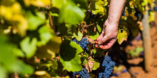 What the 2014 Vintage Means to Me