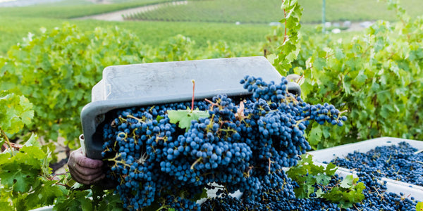 8 Harvest Tips from Our Winemaking Team That Also Apply to Life