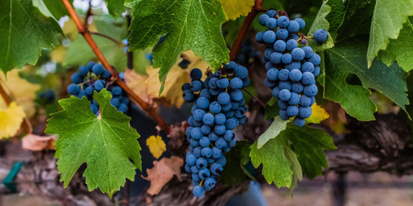 How the 2014 Vintage Creates a Triad of Exquisite Wines
