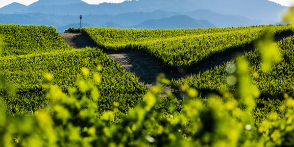 Advancements in the Vineyard
