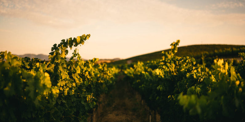 Golden hour at Soda Canyon Ranch in Napa Valley