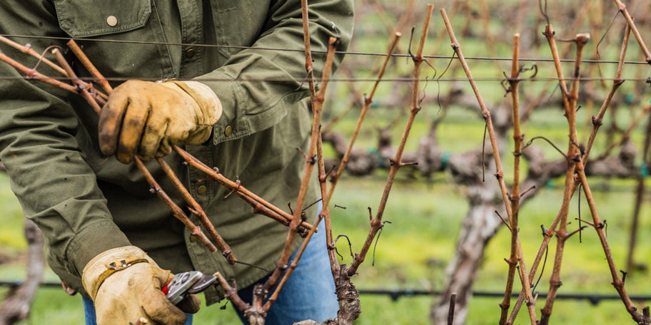 Vine pruning