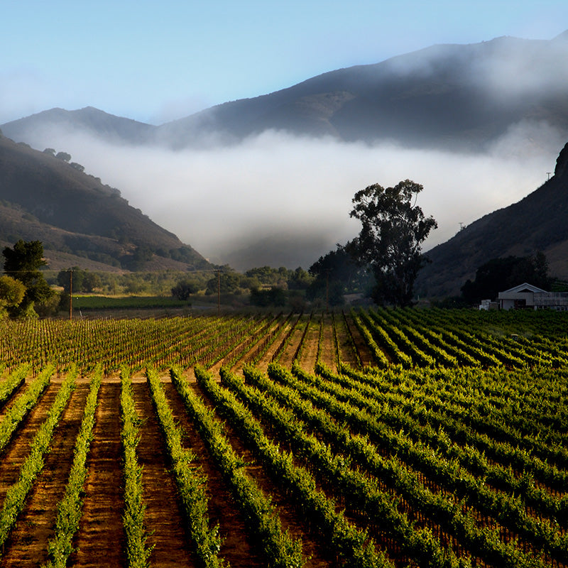Twomey 2019 Bien Nacido Vineyard Pinot Noir