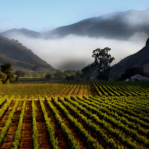 Twomey 2019 Bien Nacido Vineyard Pinot Noir