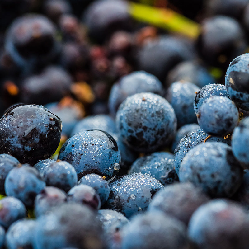 Twomey 2019 Bien Nacido Vineyard Pinot Noir