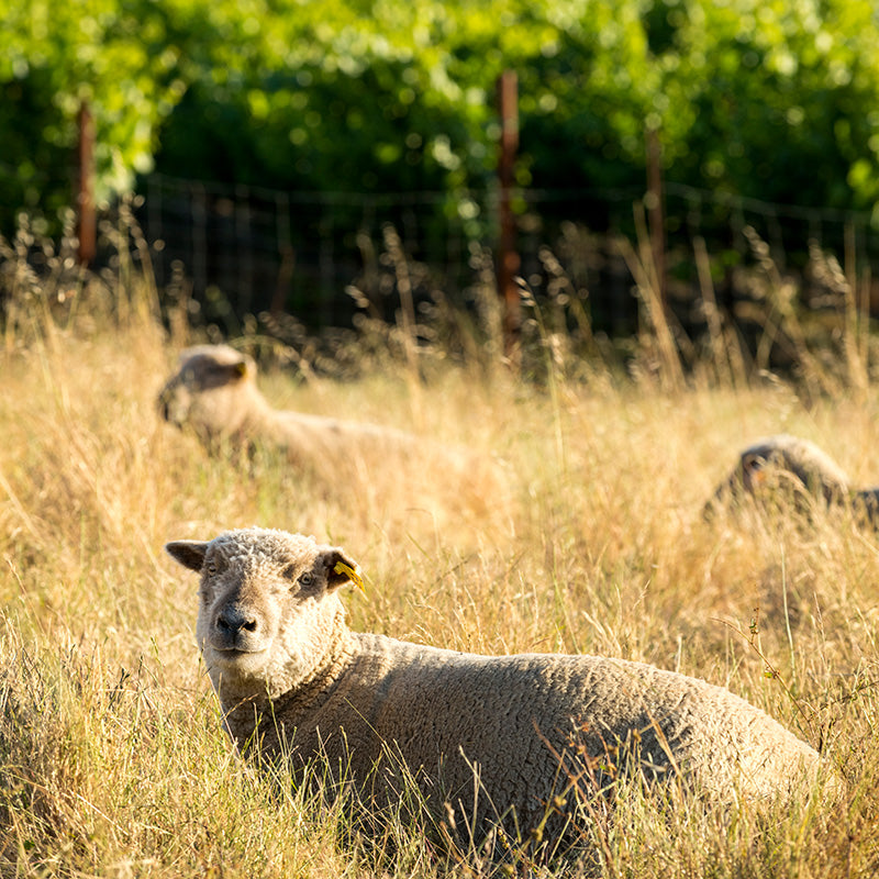 Twomey 2019 Bearman Bend Vineyard Pinot Noir