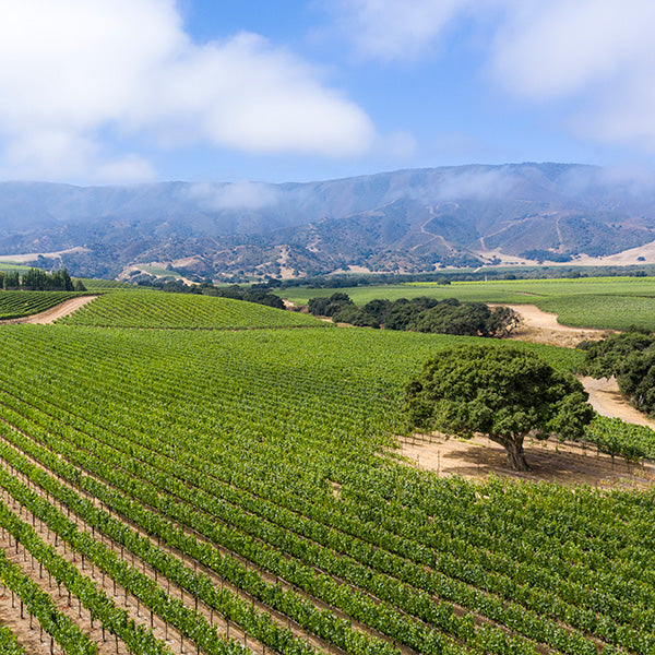Twomey 2019 Soberanes Vineyard Pinot Noir