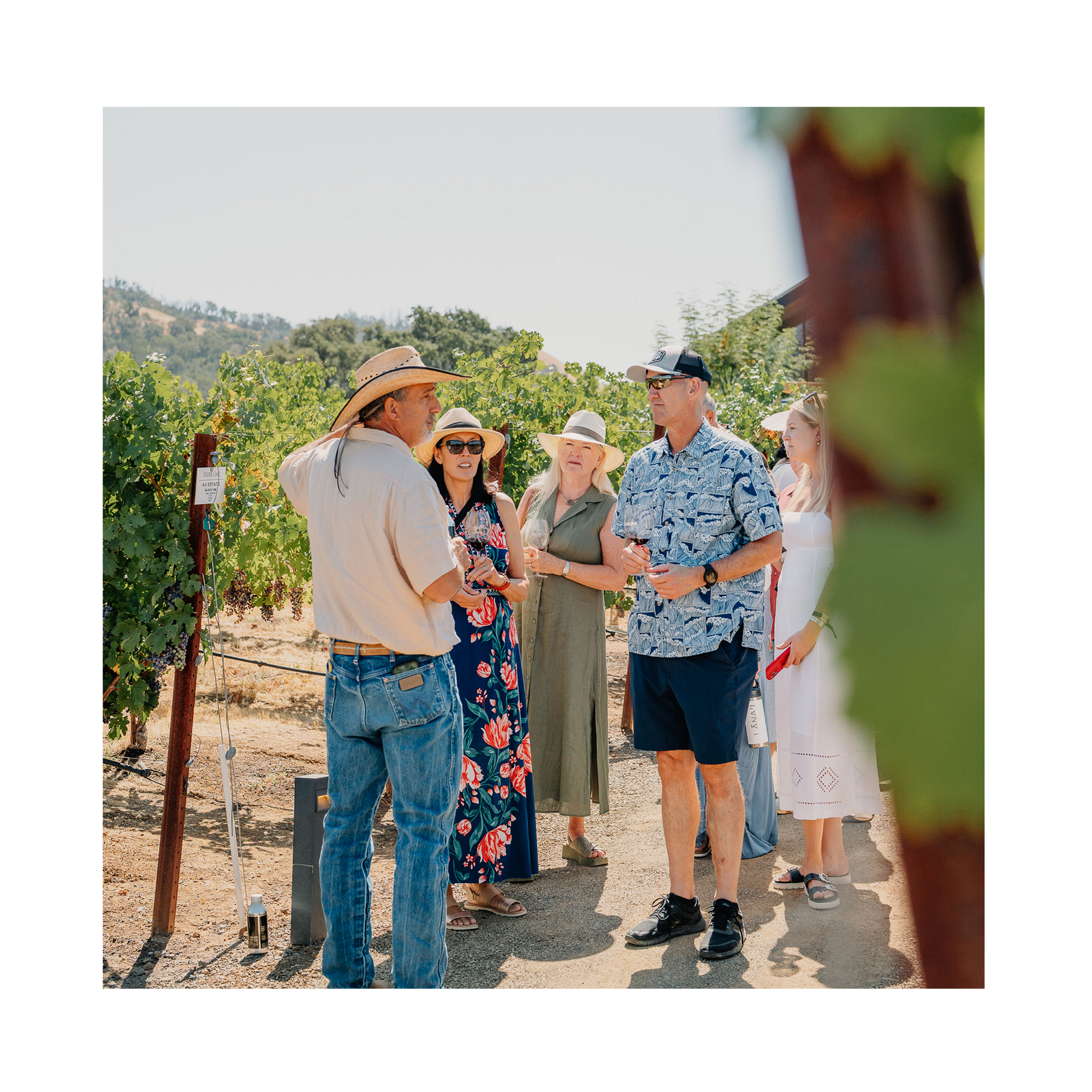 Group of people standing in a vineyard with a guide, surrounded by grapevines.